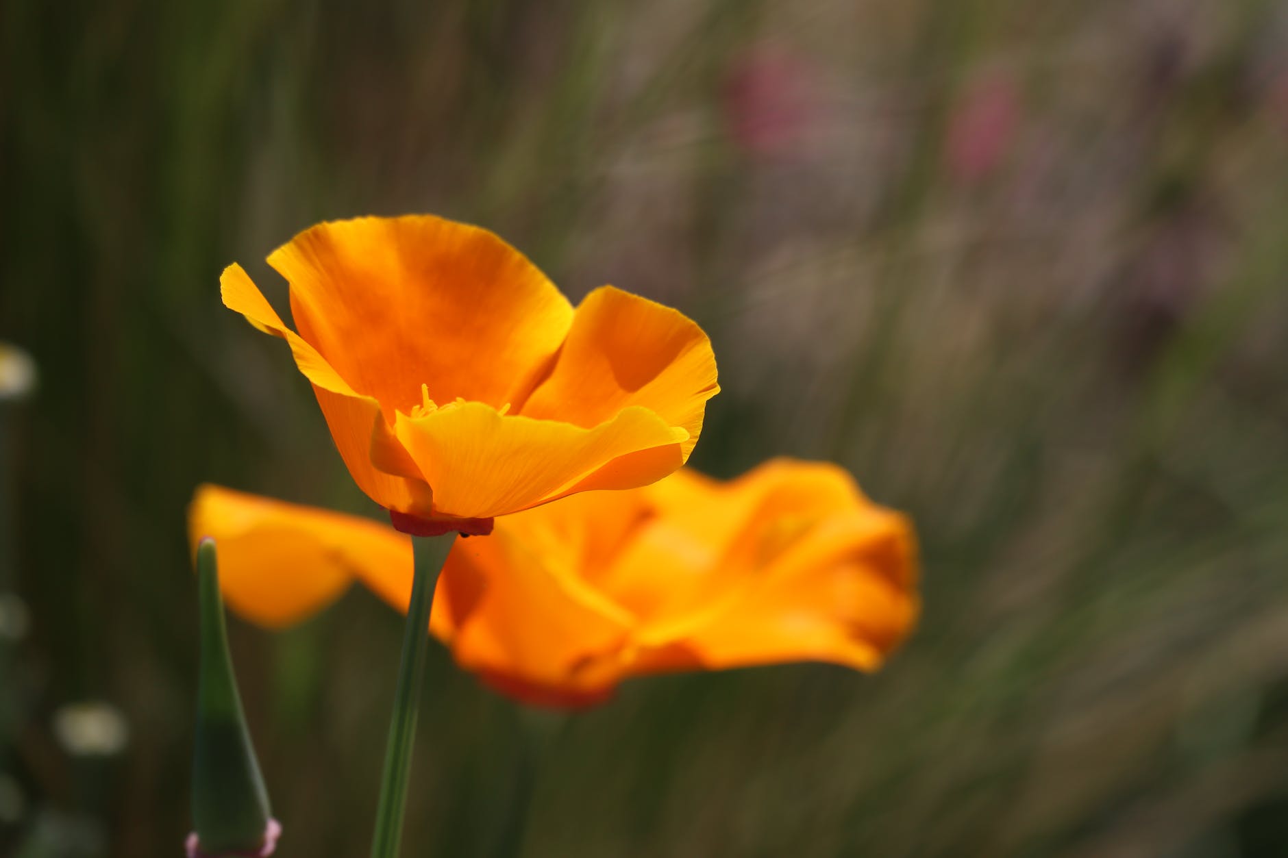 close up photograph of a california poppy flower